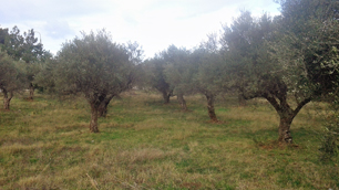 Olive grove